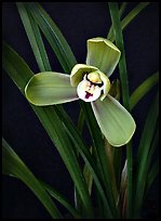 Cymbidium goeringii.  A species orchid.. A hybrid orchid (color)