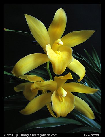 Cymbidium Golden Elf 'Sundust'. A hybrid orchid (color)
