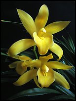 Cymbidium Golden Elf 'Sundust'. A hybrid orchid