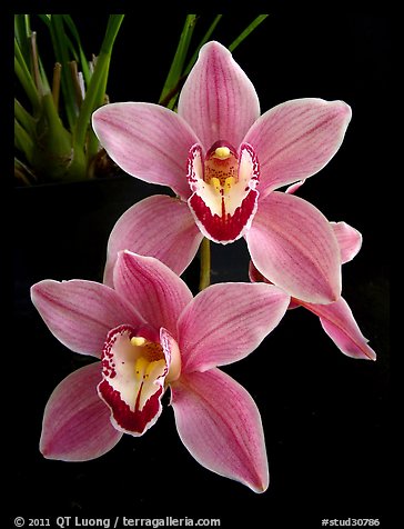 Cymbidium Helen Tangcay. A hybrid orchid (color)