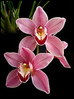 Cymbidium Helen Tangcay. A hybrid orchid (color)