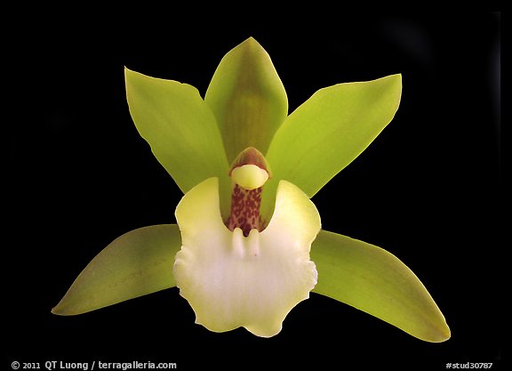 Cymbidium Hold That Tiger Flower. A hybrid orchid