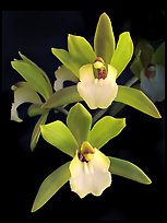 Cymbidium Hold That Tiger. A hybrid orchid