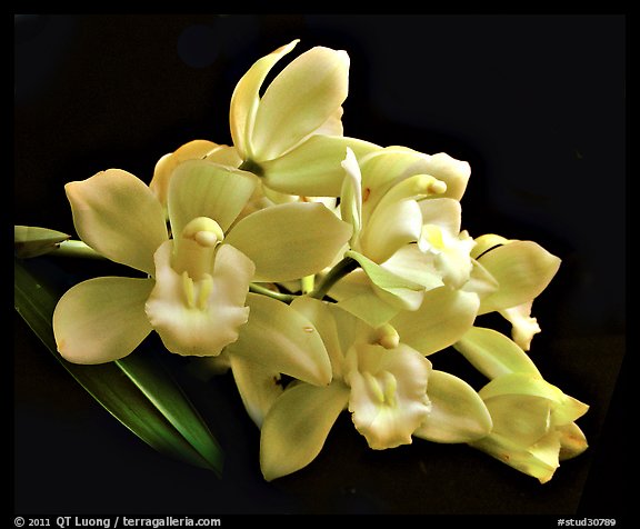 Cymbidium Honey Bunny 'Sugar Candy'. A hybrid orchid (color)