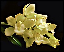 Cymbidium Honey Bunny 'Sugar Candy'. A hybrid orchid