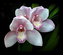 Cymbidium Hybrid '18'. A hybrid orchid (color)