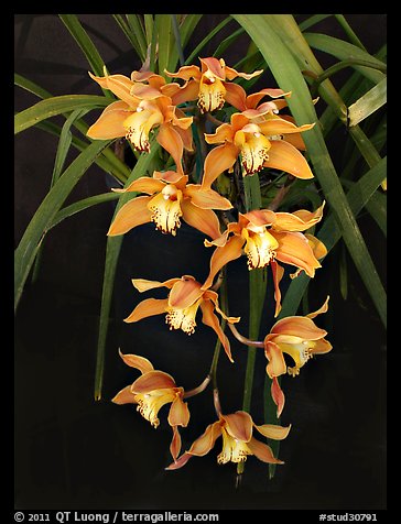 Cymbidium Hybrid '11'. A hybrid orchid (color)