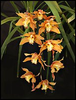 Cymbidium Hybrid '11'. A hybrid orchid ( color)