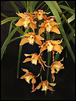 Cymbidium Hybrid '11'. A hybrid orchid