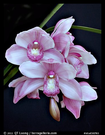 Cymbidium Hybrid '9'. A hybrid orchid (color)