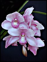 Cymbidium Hybrid '9'. A hybrid orchid ( color)