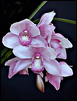 Cymbidium Hybrid '9'. A hybrid orchid