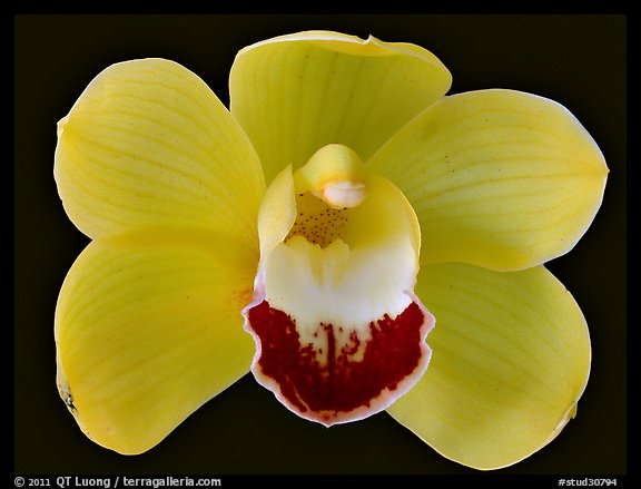 Cymbidium Hybrid. A hybrid orchid