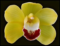 Cymbidium Hybrid. A hybrid orchid