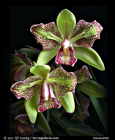 Cymbidium Isle 'Flamingo'. A hybrid orchid (color)