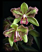 Cymbidium Isle 'Flamingo'. A hybrid orchid ( color)