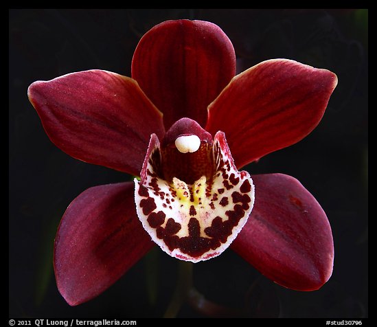 Cymbidium Khaipour 'Pala Pala' Flower. A hybrid orchid (color)