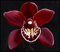 Cymbidium Khaipour 'Pala Pala' Flower. A hybrid orchid ( color)