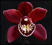 Cymbidium Khaipour 'Pala Pala' Flower. A hybrid orchid