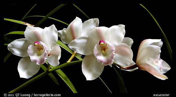 Cymbidium Lionello 'Coldsprings'. A hybrid orchid