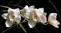 Cymbidium Lionello 'Coldsprings'. A hybrid orchid (color)