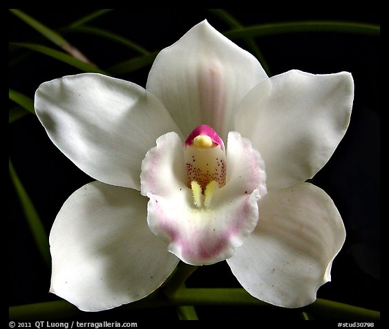 Lionello 'Coldsprings' Flower. A hybrid orchid (color)