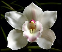 Lionello 'Coldsprings' Flower. A hybrid orchid ( color)