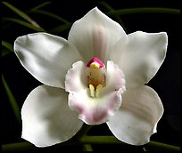 Lionello 'Coldsprings' Flower. A hybrid orchid (color)