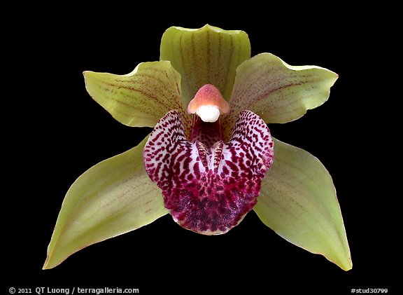 Cymbidium Little Darling Flower. A hybrid orchid (color)