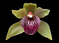 Cymbidium Little Darling Flower. A hybrid orchid (color)