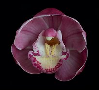 Cymbidium Lucky Gloria 'Fukunokami'. A hybrid orchid (color)