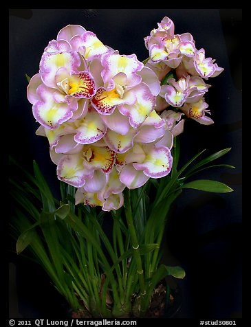 Cymbidium Lucky Gloria 'Tri Lip'. A hybrid orchid (color)