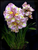 Cymbidium Lucky Gloria 'Tri Lip'. A hybrid orchid ( color)