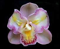 Cymbidium Lucky Gloria 'Tri-Lip' Flower. A hybrid orchid