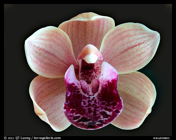 Cymbidium Mary Green 'Bing Cherry'. A hybrid orchid (color)