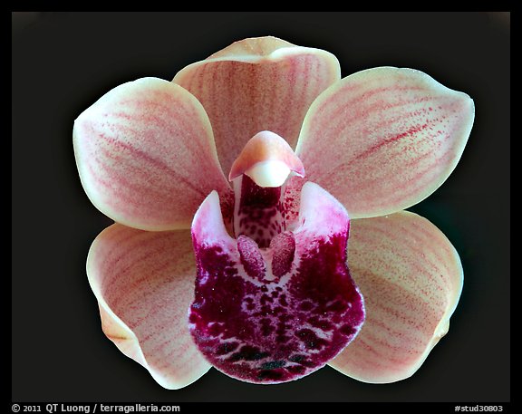 Cymbidium Mary Green 'Bing Cherry'. A hybrid orchid