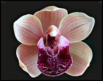 Cymbidium Mary Green 'Bing Cherry'. A hybrid orchid (color)