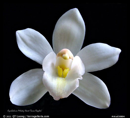 Cymbidium Melody Heart 'Snow Ripples' Flower. A hybrid orchid (color)
