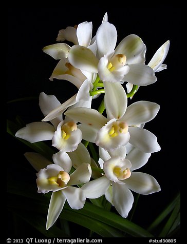 Cymbidium Melody Heart 'Snow Ripples'. A hybrid orchid