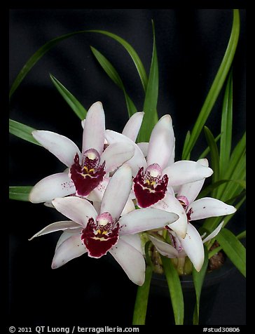 Cymbidium Memoria Athalie Elizabeth. A hybrid orchid (color)