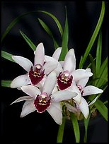 Cymbidium Memoria Athalie Elizabeth. A hybrid orchid ( color)