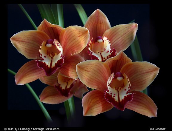 Cymbidium Mighty Margaret 'Wainakea Orange'. A hybrid orchid (color)