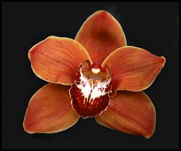 Cymbidium Mighty Sunset 'Annabelle' Flower. A hybrid orchid ( color)