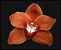 Cymbidium Mighty Sunset 'Annabelle' Flower. A hybrid orchid