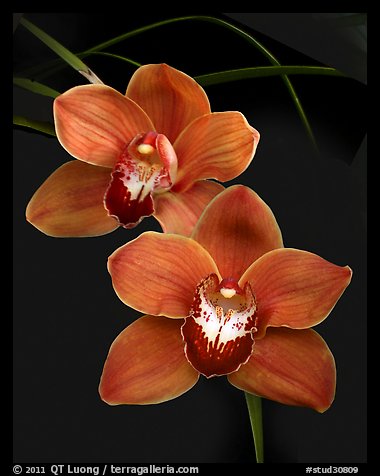 Cymbidium Mighty Sunset 'Annabelle'. A hybrid orchid (color)