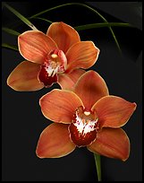 Cymbidium Mighty Sunset 'Annabelle'. A hybrid orchid