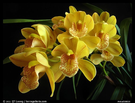 Cymbidium Mini Dream 'Gold Sovereign'. A hybrid orchid