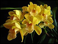 Cymbidium Mini Dream 'Gold Sovereign'. A hybrid orchid (color)