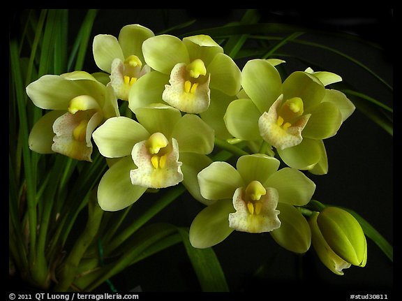 Cymbidium Mini Sarah 'The Queen'. A hybrid orchid