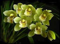 Cymbidium Mini Sarah 'The Queen'. A hybrid orchid